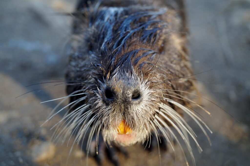Nutria