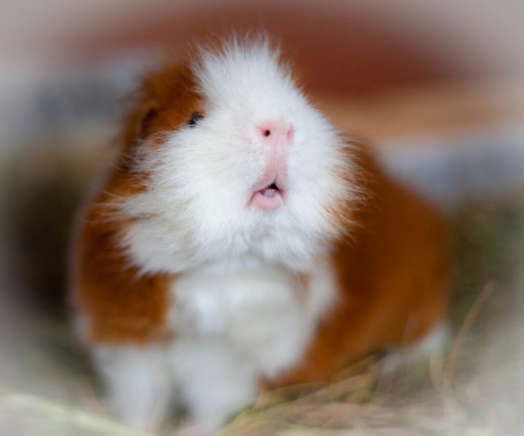 Guinea Pigs