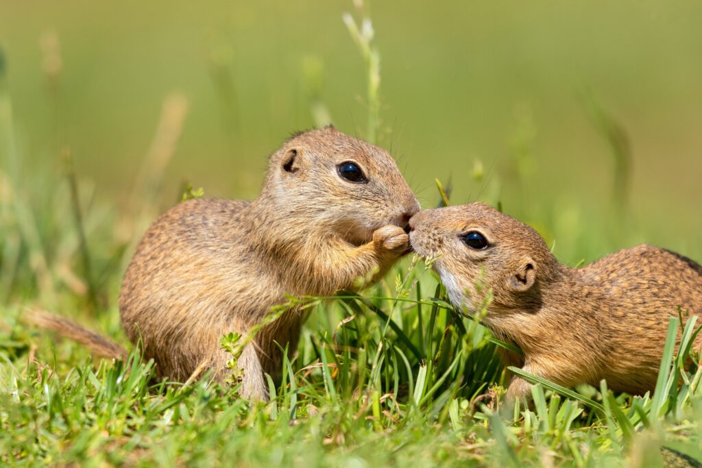 Ground Squirrels