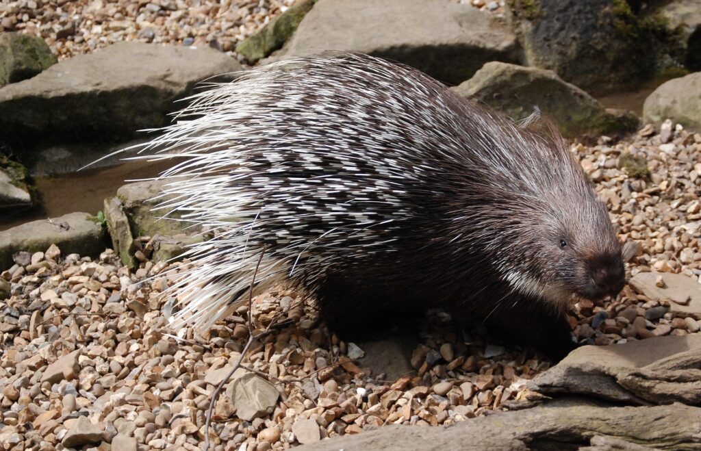 Porcupines