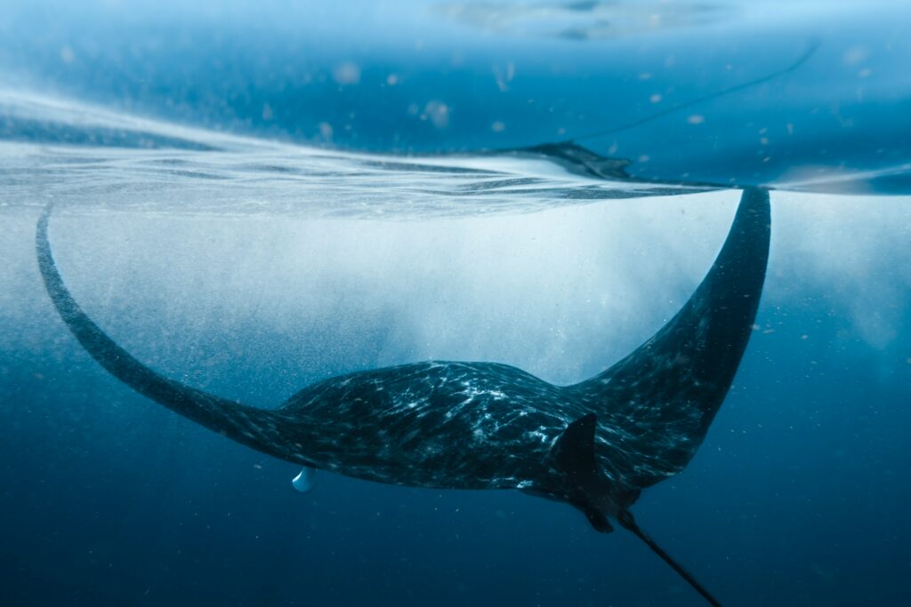 Giant Oceanic Manta Ray