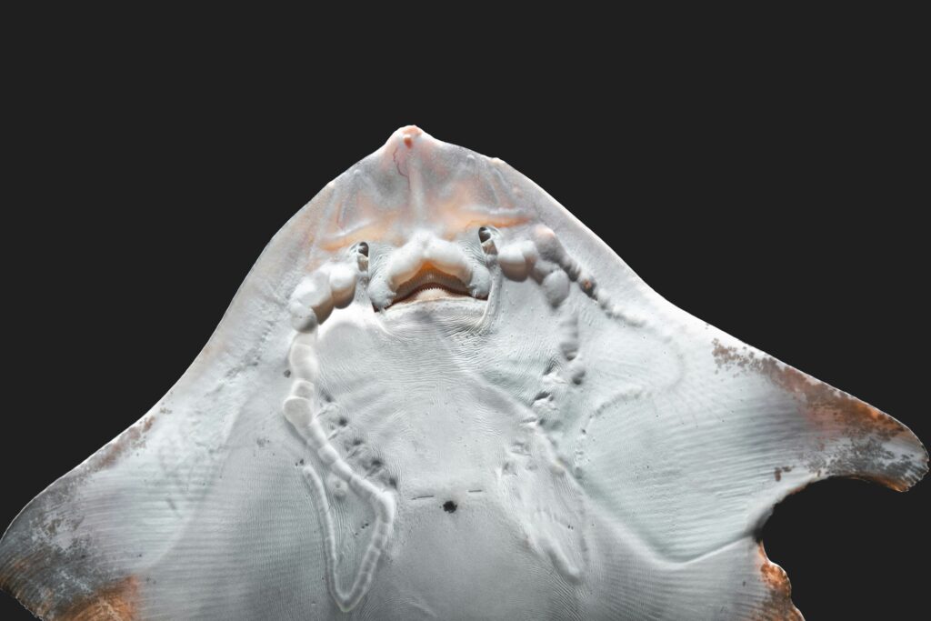 Atlantic Cownose Ray