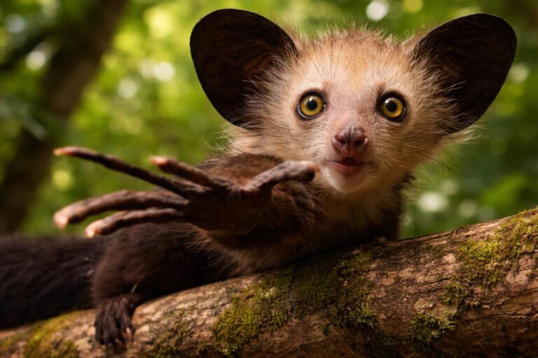 Animals That Use Echolocation: Nature’s Living Sonar