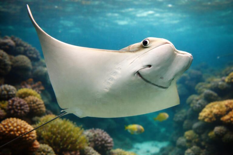 The 10 Largest Rays in the World