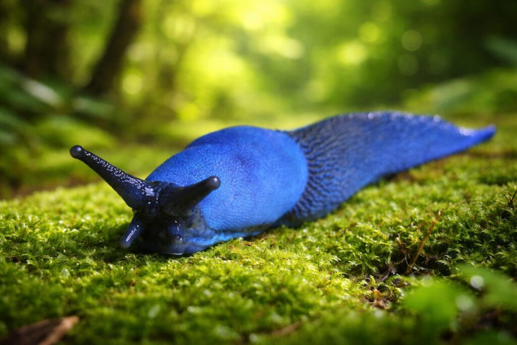 Carpathian Blue Slug