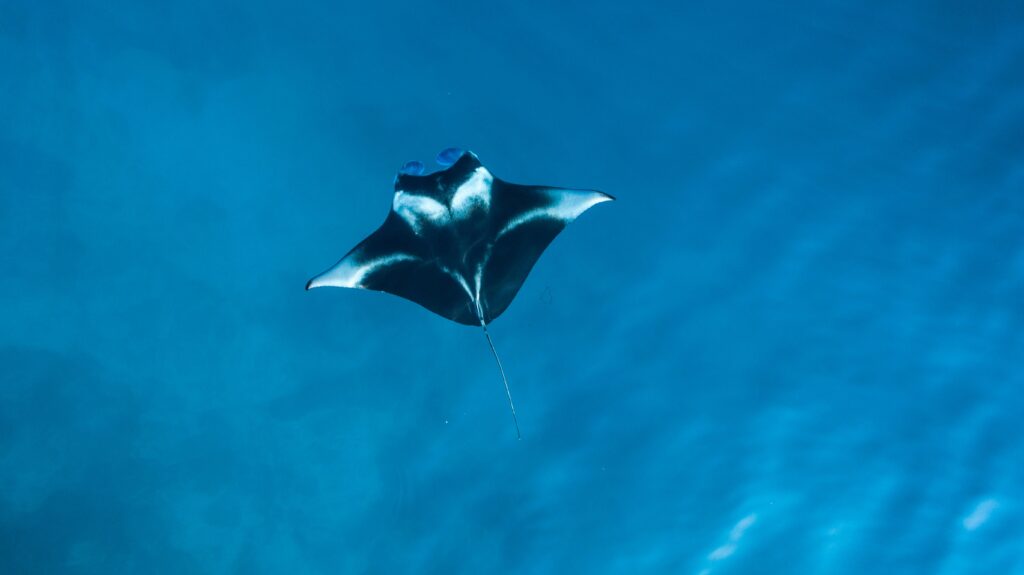 Devil Ray