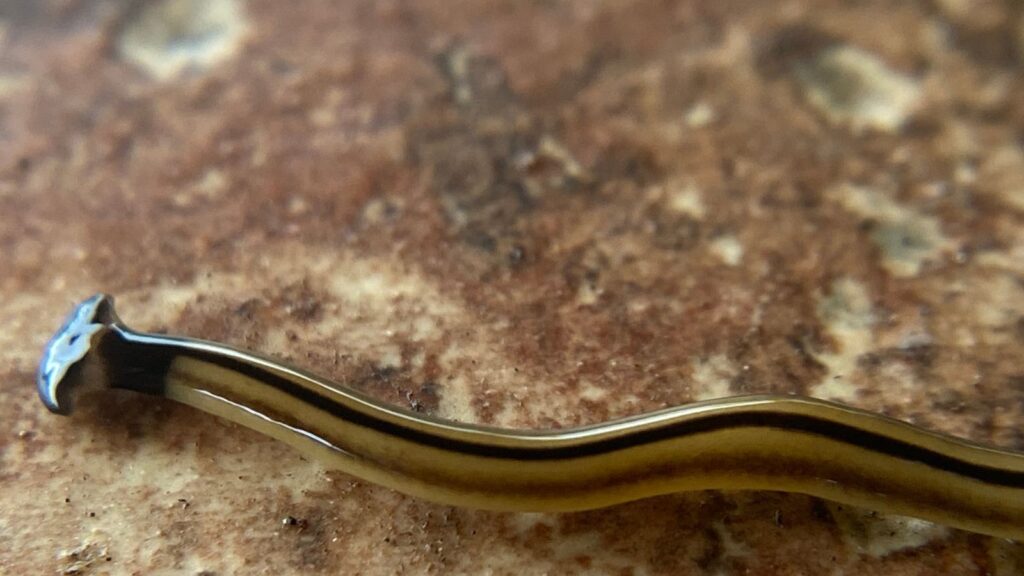 Hammerhead Worms