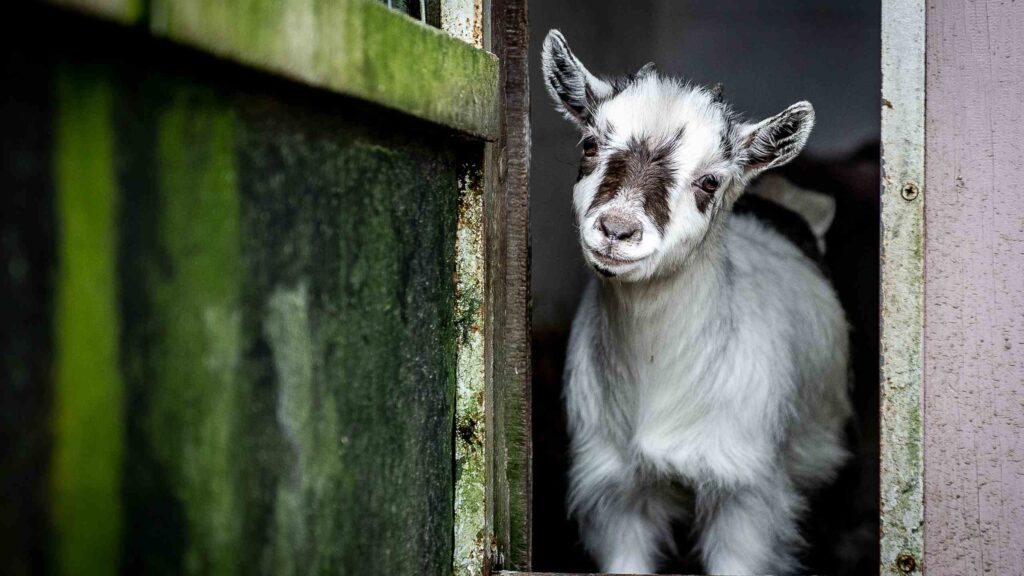 Goat