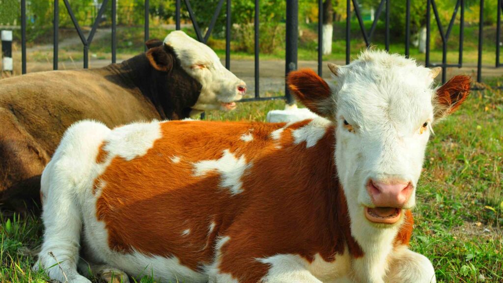 Cow