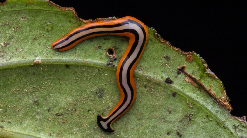 Hammerhead Worms