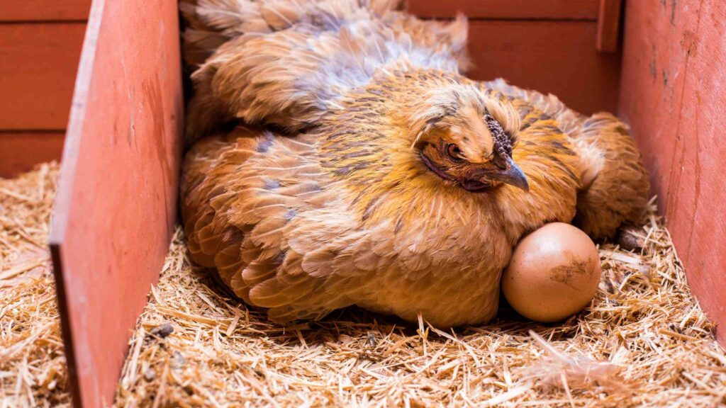 Chicken