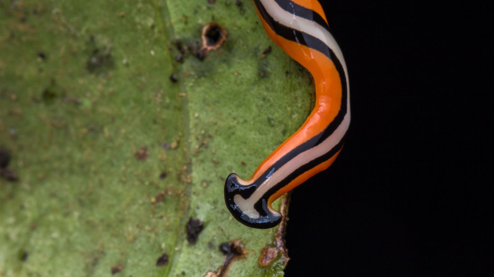 Hammerhead Worms