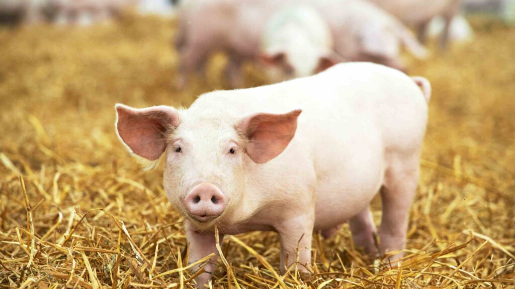 Pig