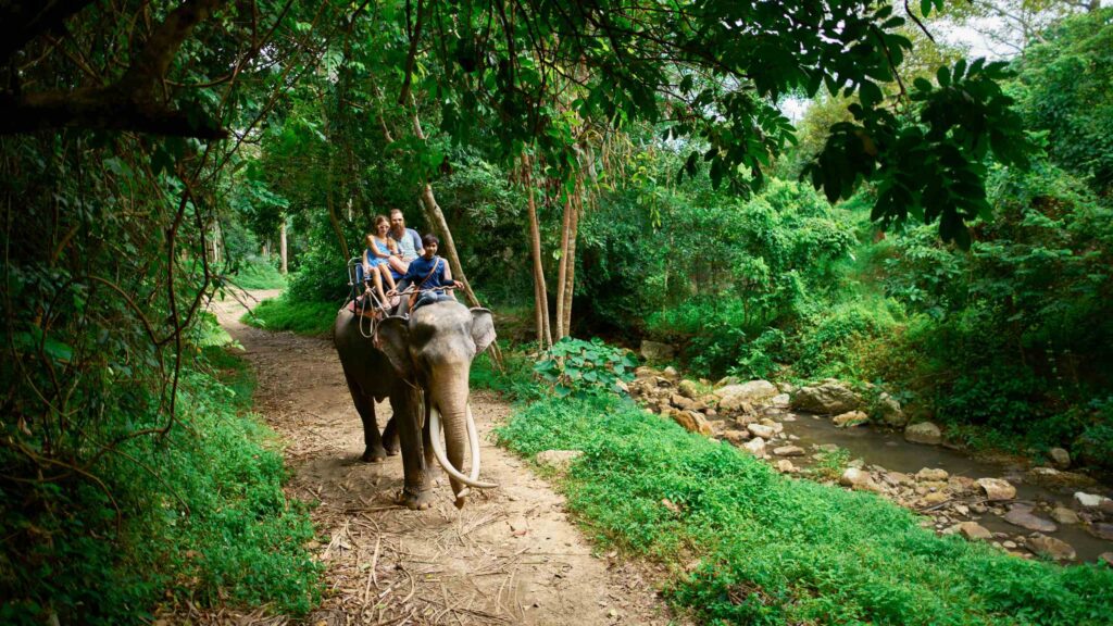 Elephant