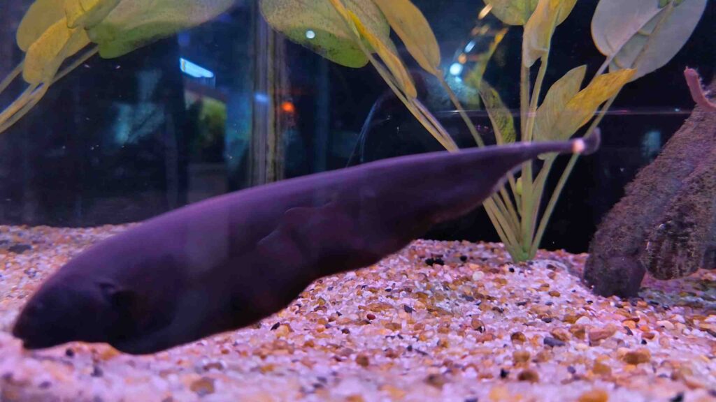 Black Ghost Knifefish
