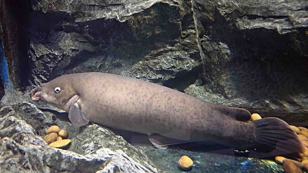 Electric Catfish