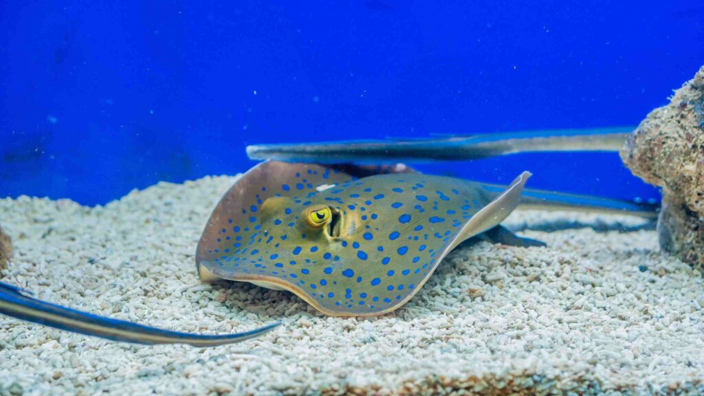 Electric Ray