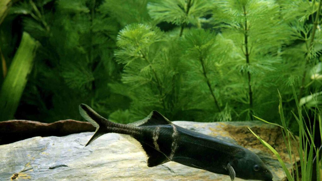 Elephantnose Fish (Gnathonemus petersii)