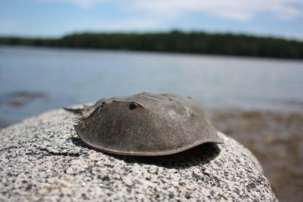 Horseshoe Crab