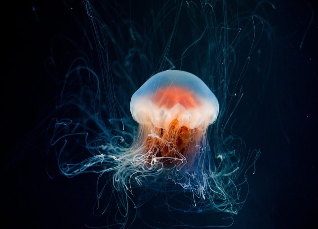 Box Jellyfish