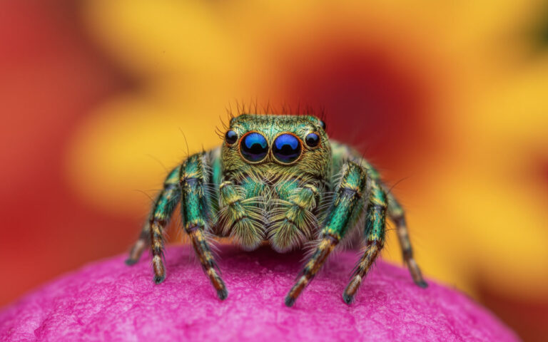 Creatures With More Than Two Eyes1