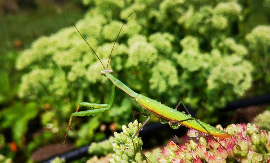 Praying Mantis