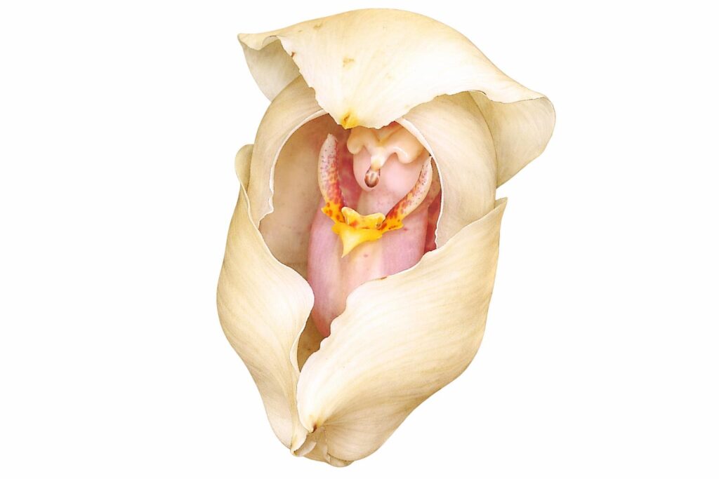 Swaddled Baby Orchid