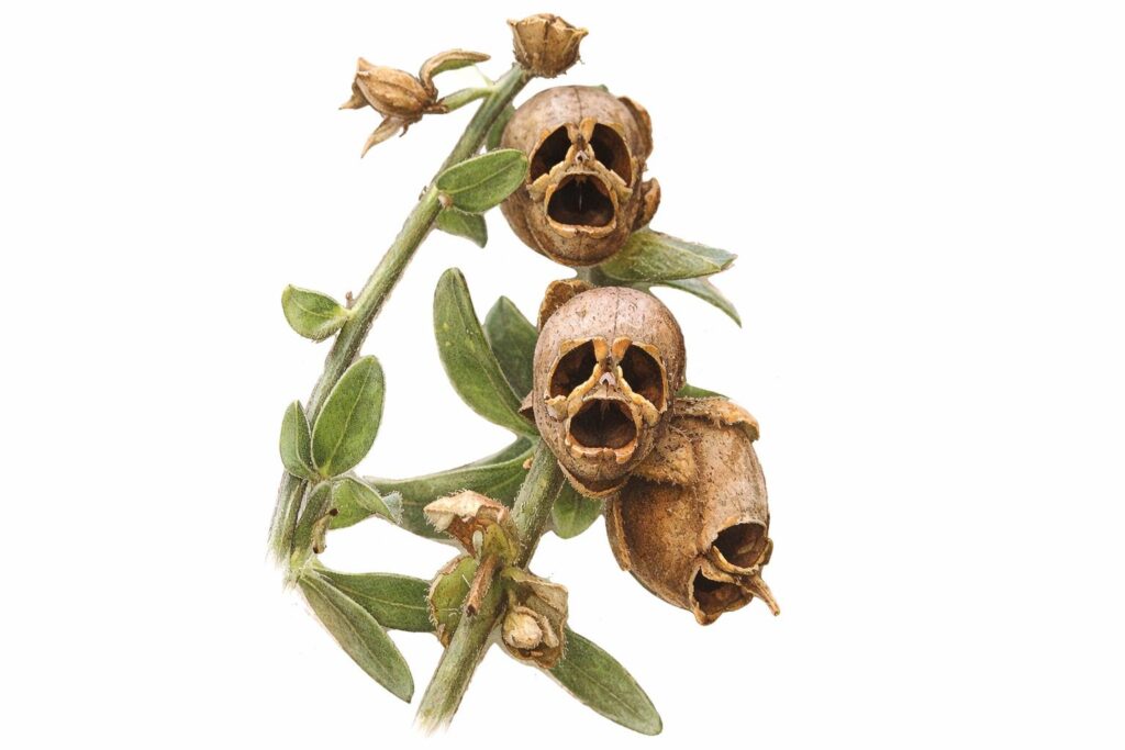 Snapdragon Seed Pods (Antirrhinum)
