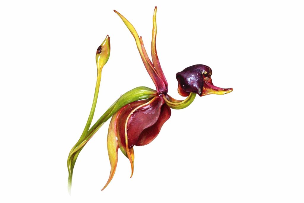 Flying Duck Orchid