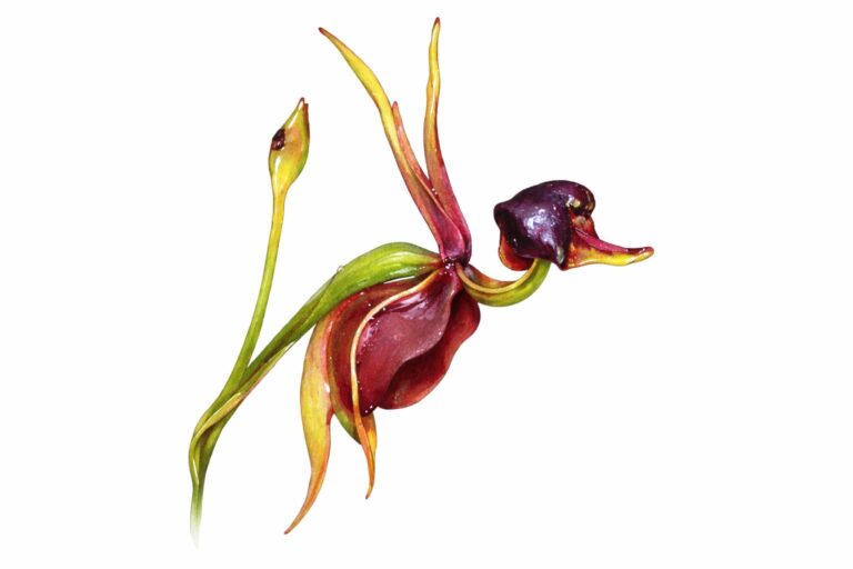 Flying Duck Orchid