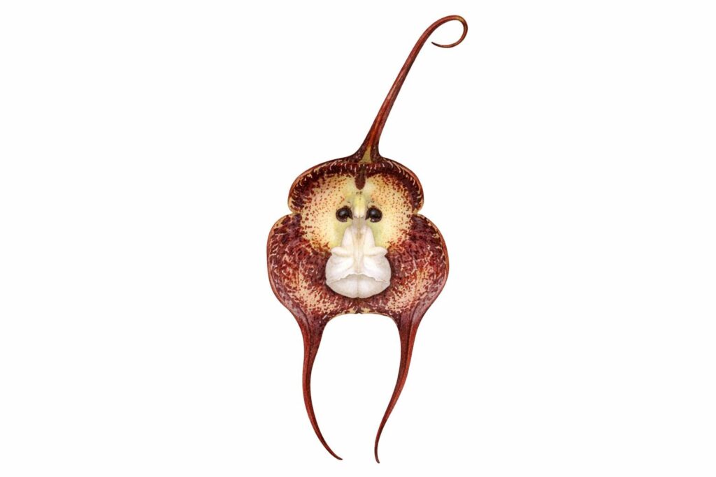 Monkey Face Orchid (Dracula simia)