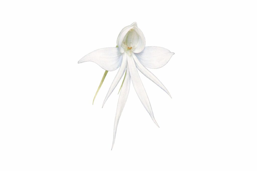 Angel Orchid (Habenaria grandifloriformis)