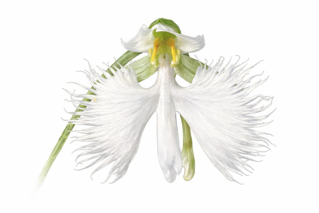 White Egret Orchid (Habenaria radiata)