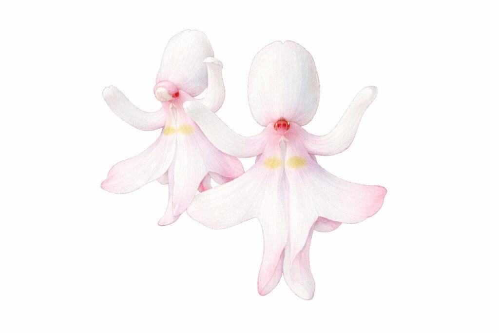 Dancing Girls (Impatiens bequaertii)