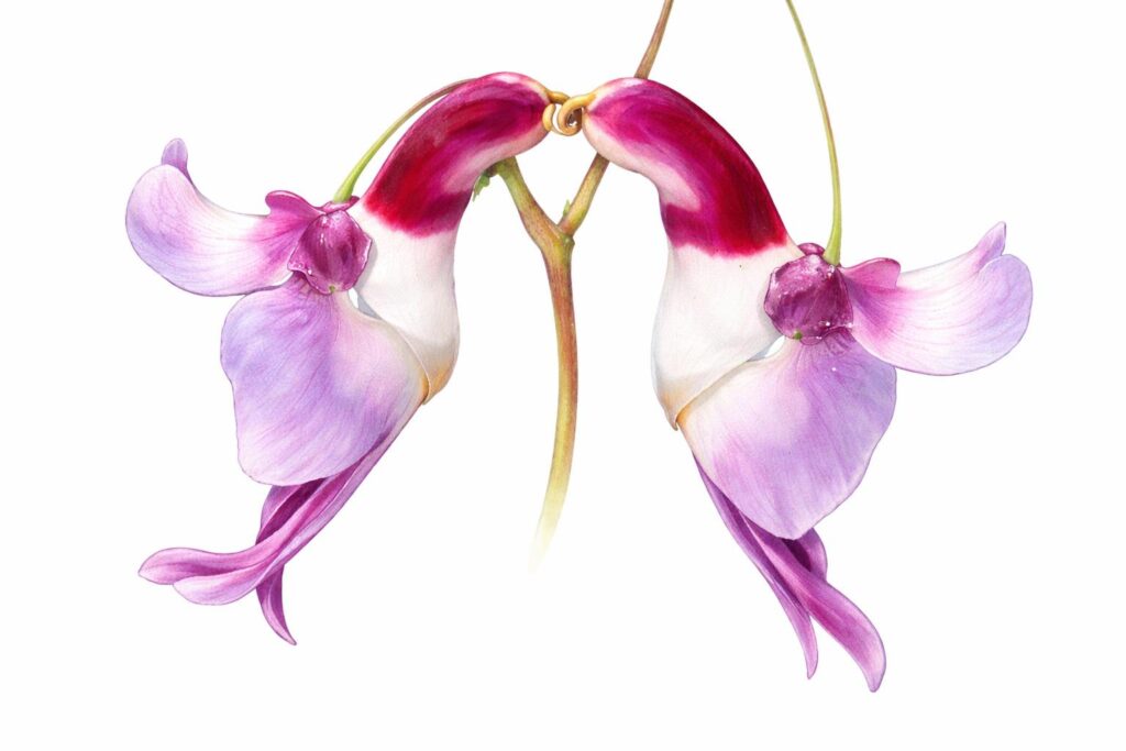 Parrot Flower (Impatiens psittacina)