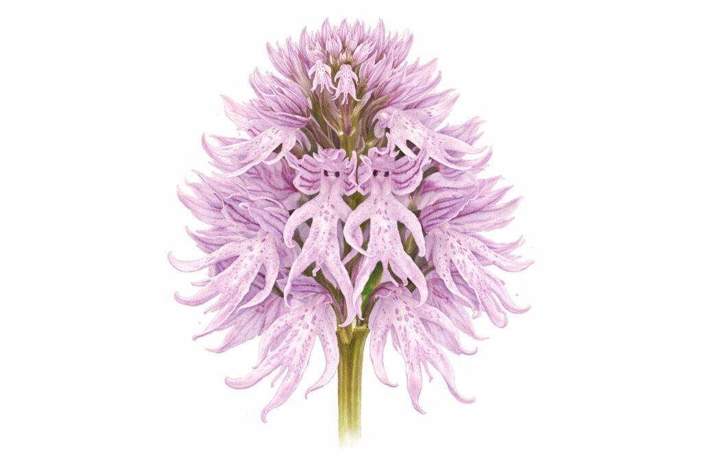 Naked Man Orchid