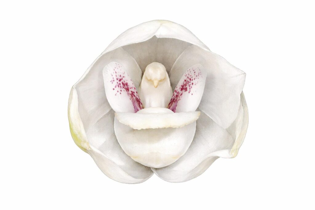 Dove Orchid / Holy Spirit Orchid