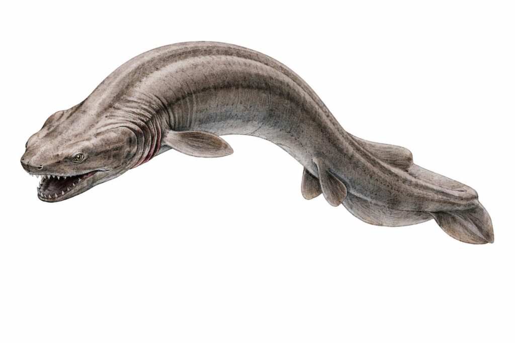 Frilled Shark