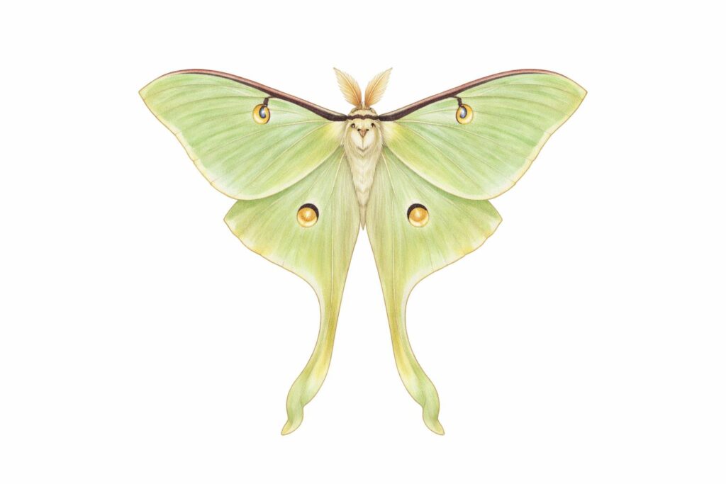 Luna Moth (Actias luna)