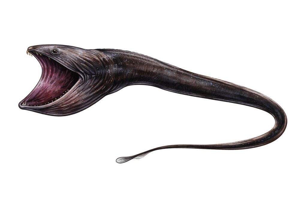 Pelican Eel