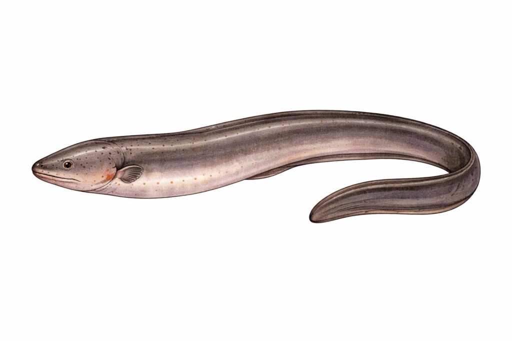 Electric Eel
