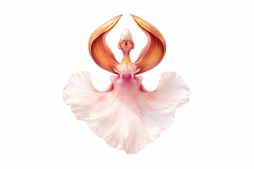 Ballerina Orchid