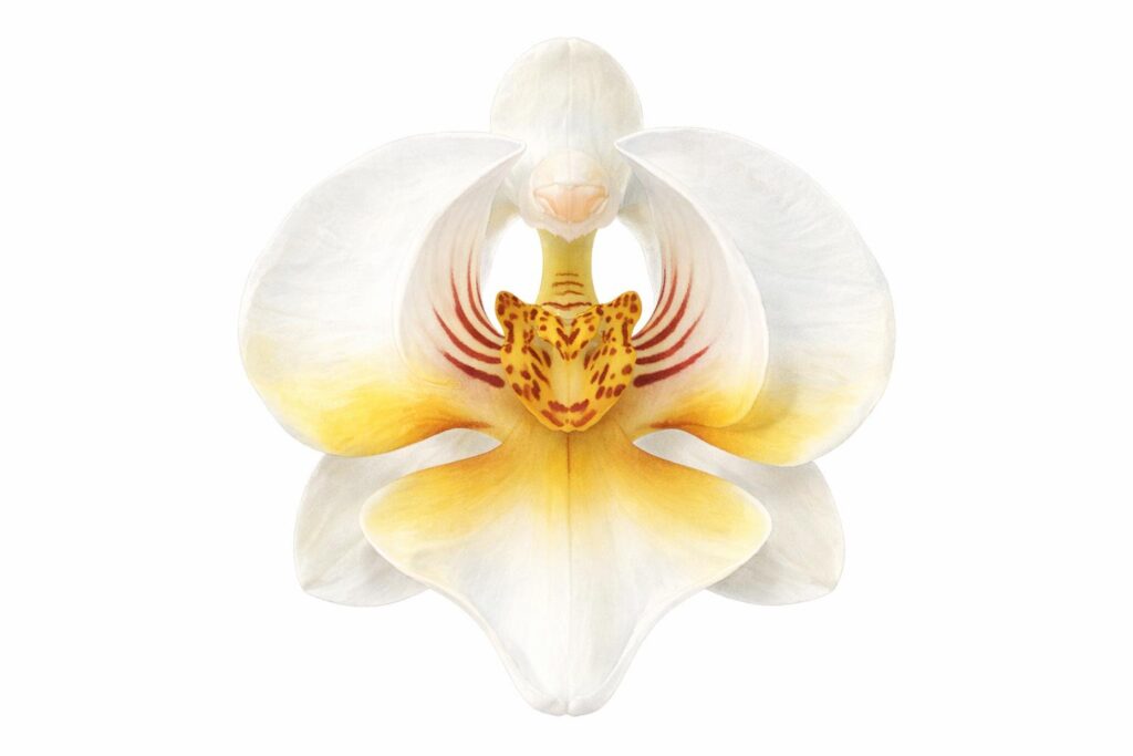 Tiger Face Orchid