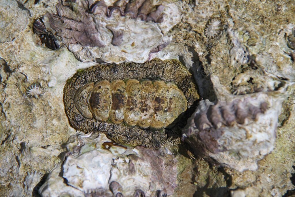 Chitons
