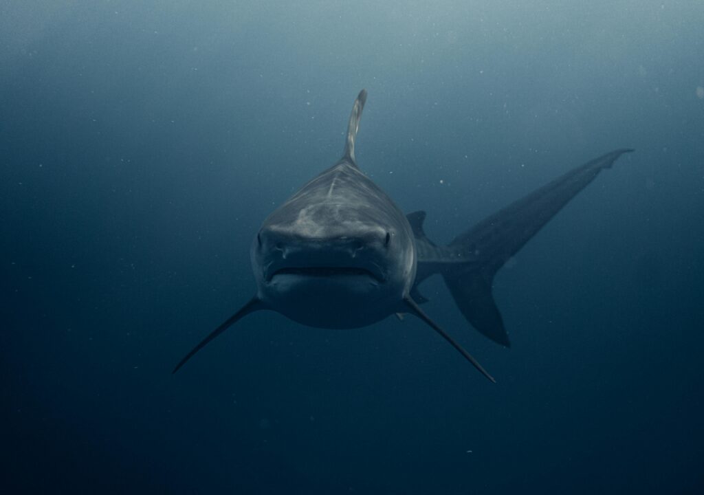 Great White Shark