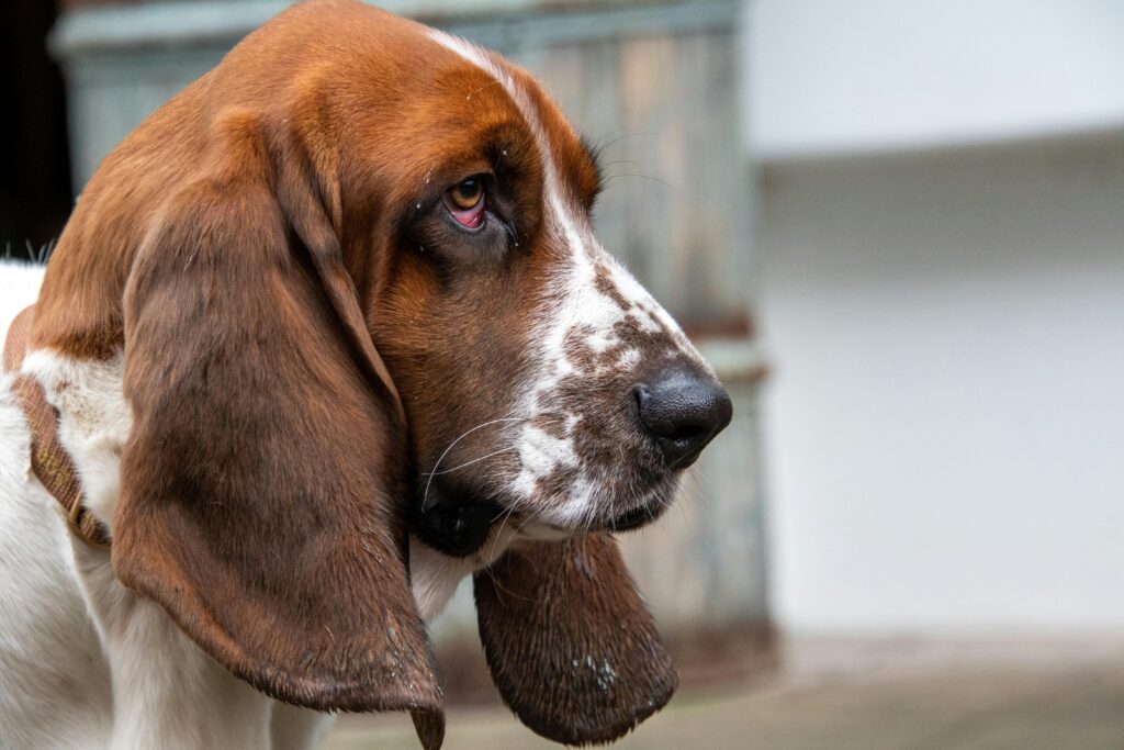 Bloodhound