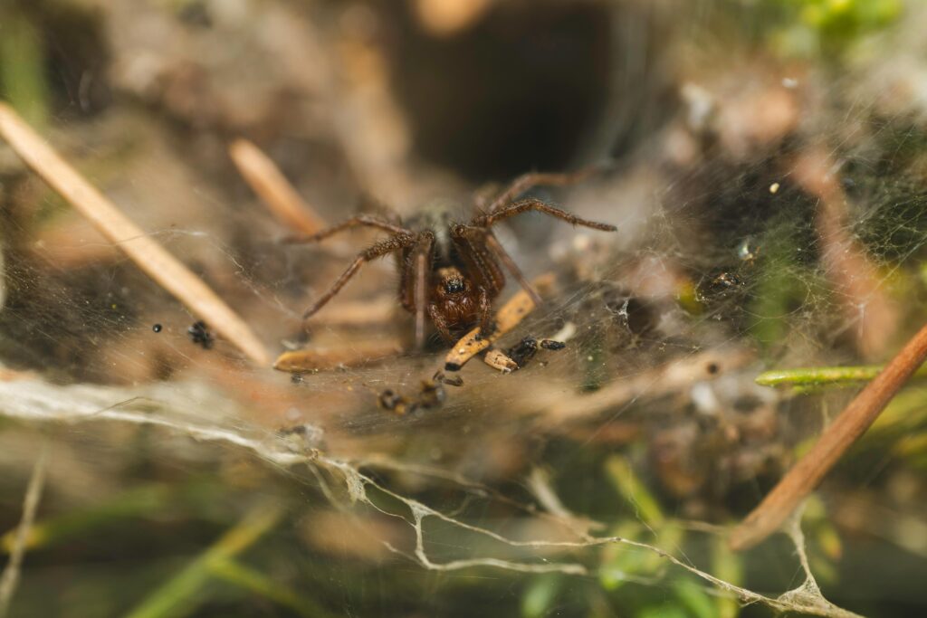 Sydney Funnel-Web Spider