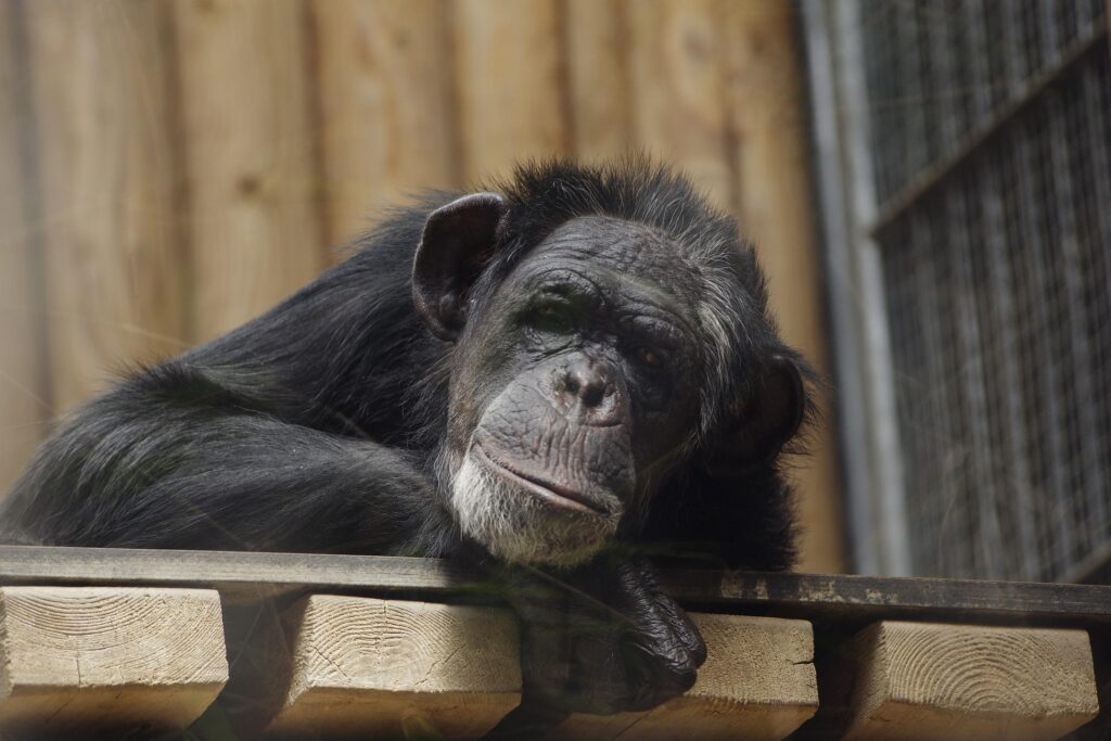 Chimpanzee at Stratton Oakmont