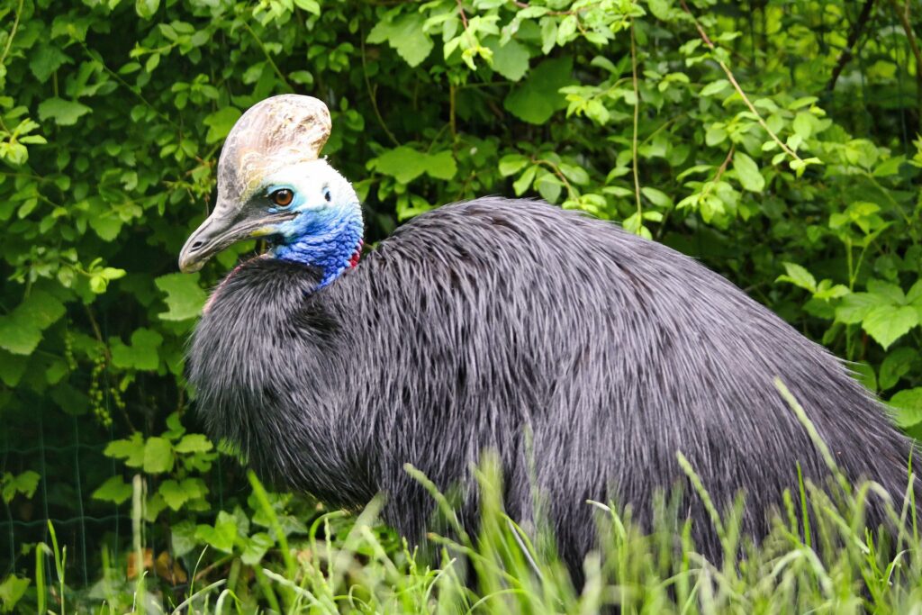 Cassowary