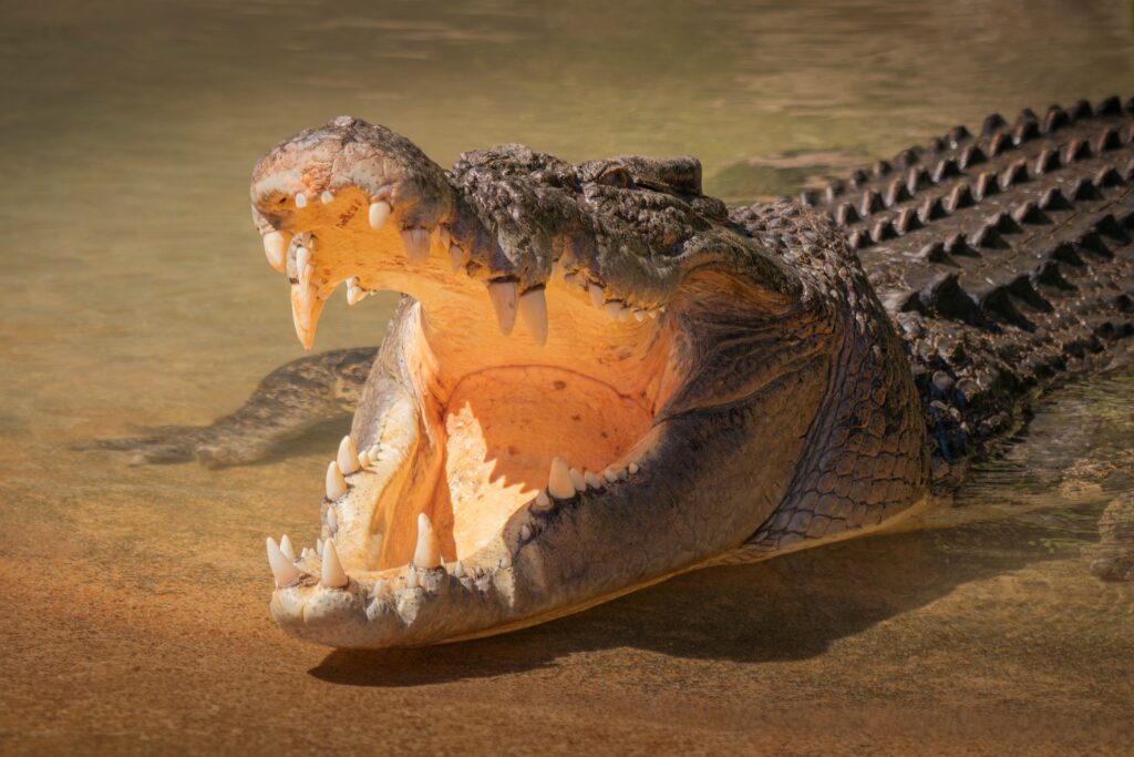 Saltwater Crocodile